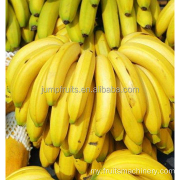 ငှက်ပျောနို့သောက်ခြင်းထုတ်လုပ်သူ